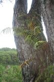 Pteris vittata. Растение на стволе дерева. Филиппины, провинция Сагада, окр. Ambasing. 08.11.2008.