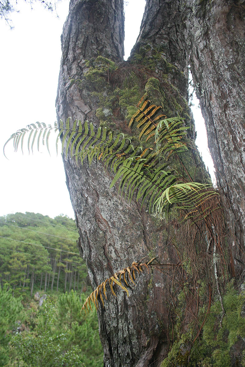 Изображение особи Pteris vittata.