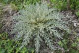 Schmalhausenia nidulans