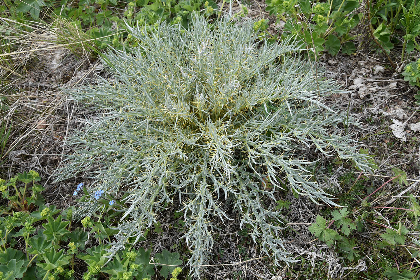 Image of Schmalhausenia nidulans specimen.