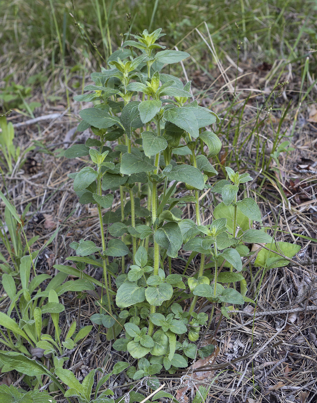 Image of Origanum vulgare specimen.