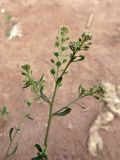 Lepidium pinnatifidum