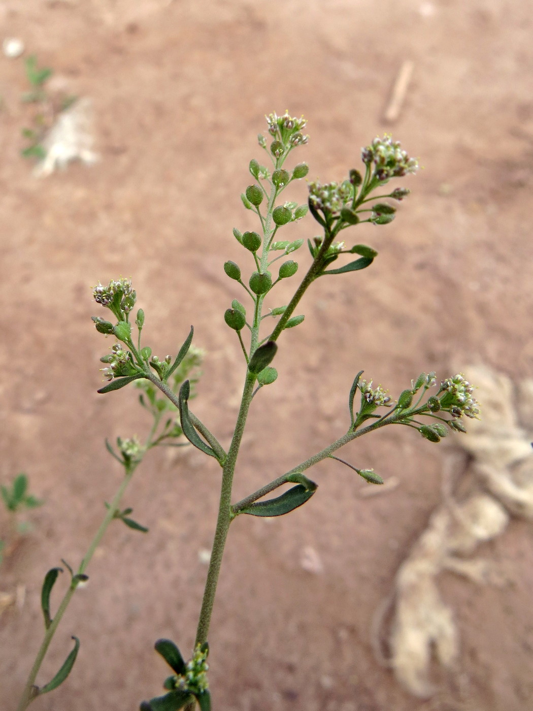 Изображение особи Lepidium pinnatifidum.