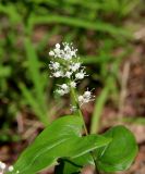 Maianthemum bifolium