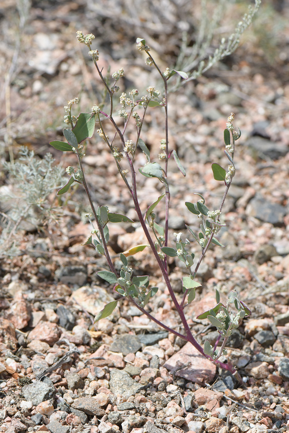 Изображение особи Chenopodium album.