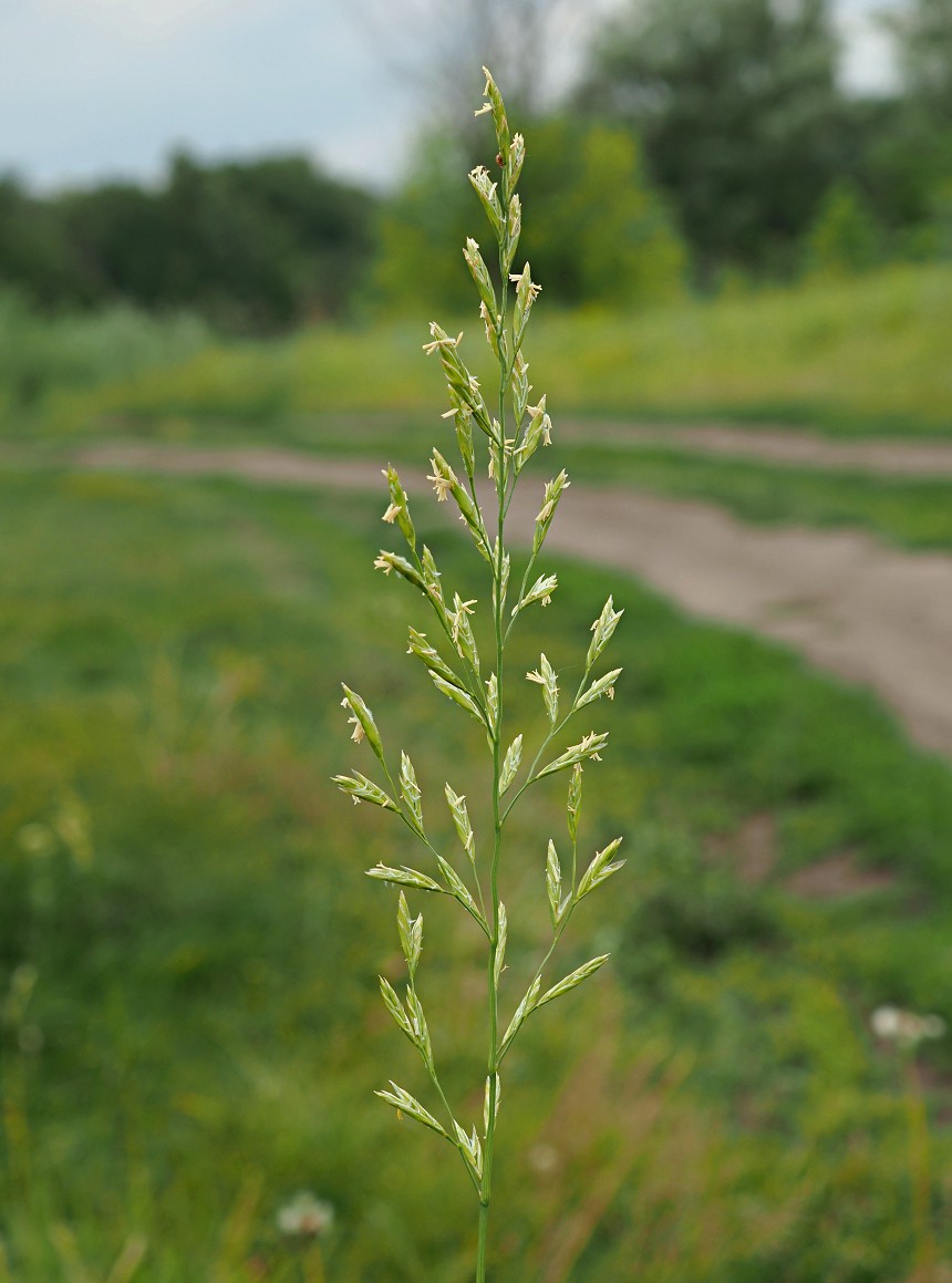 Image of Festuca pratensis specimen.