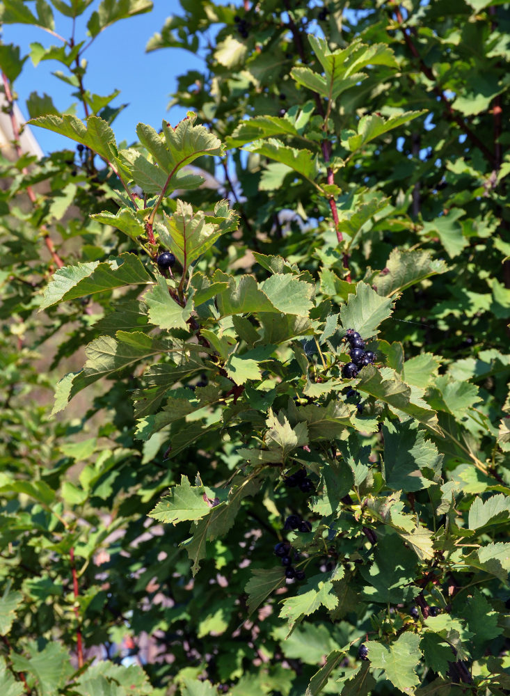 Изображение особи род Crataegus.