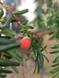 Taxus baccata