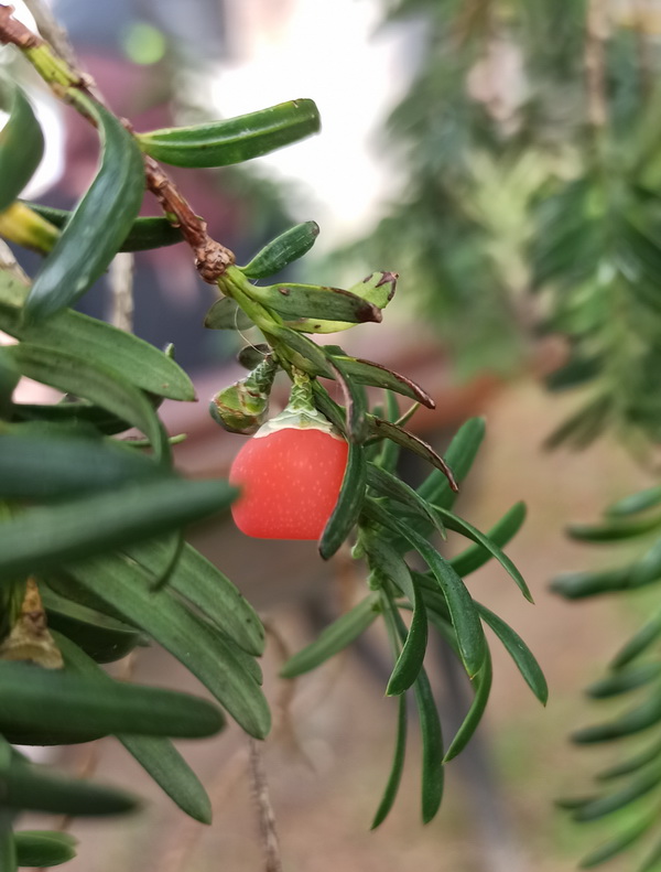 Изображение особи Taxus baccata.