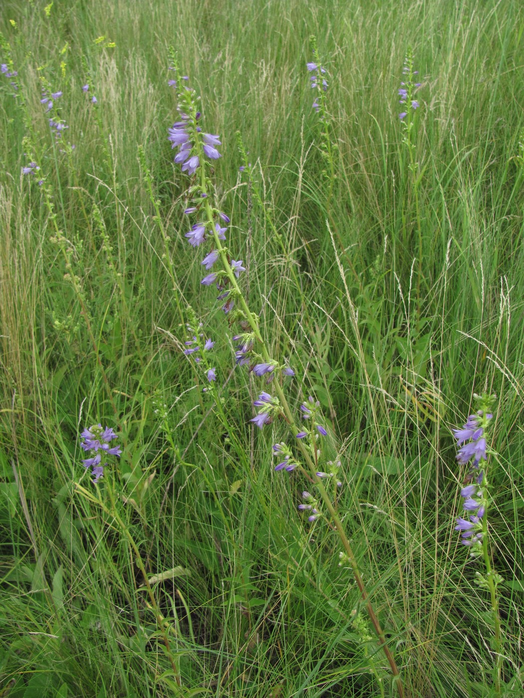 Image of Campanula bononiensis specimen.