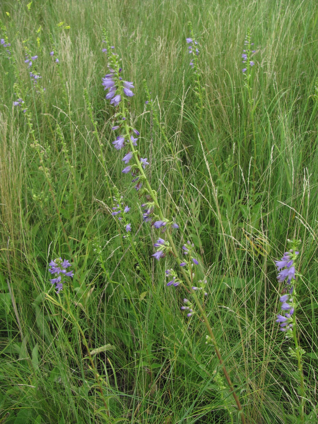 Изображение особи Campanula bononiensis.