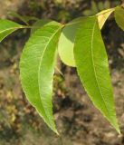 Carya illinoinensis. Листочки. Крым, Симферополь, ботсад университета. 5 ноября 2010 г.