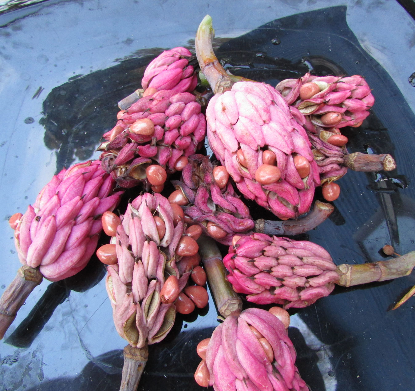 Изображение особи Magnolia tripetala.