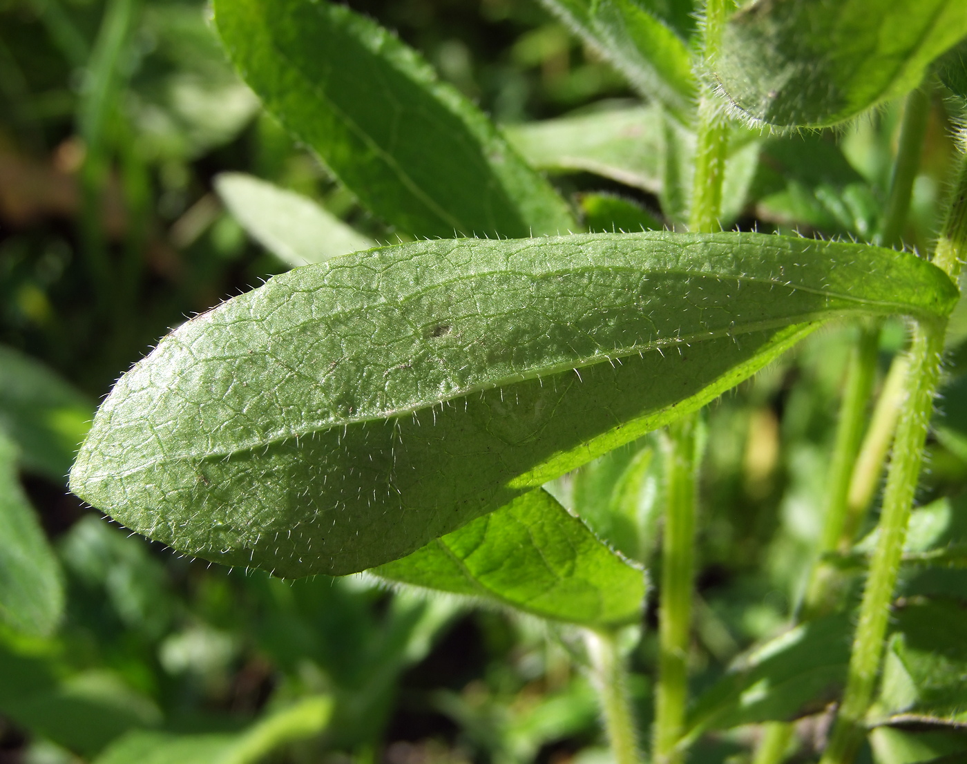 Image of Rudbeckia hirta specimen.