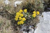 Draba cuspidata