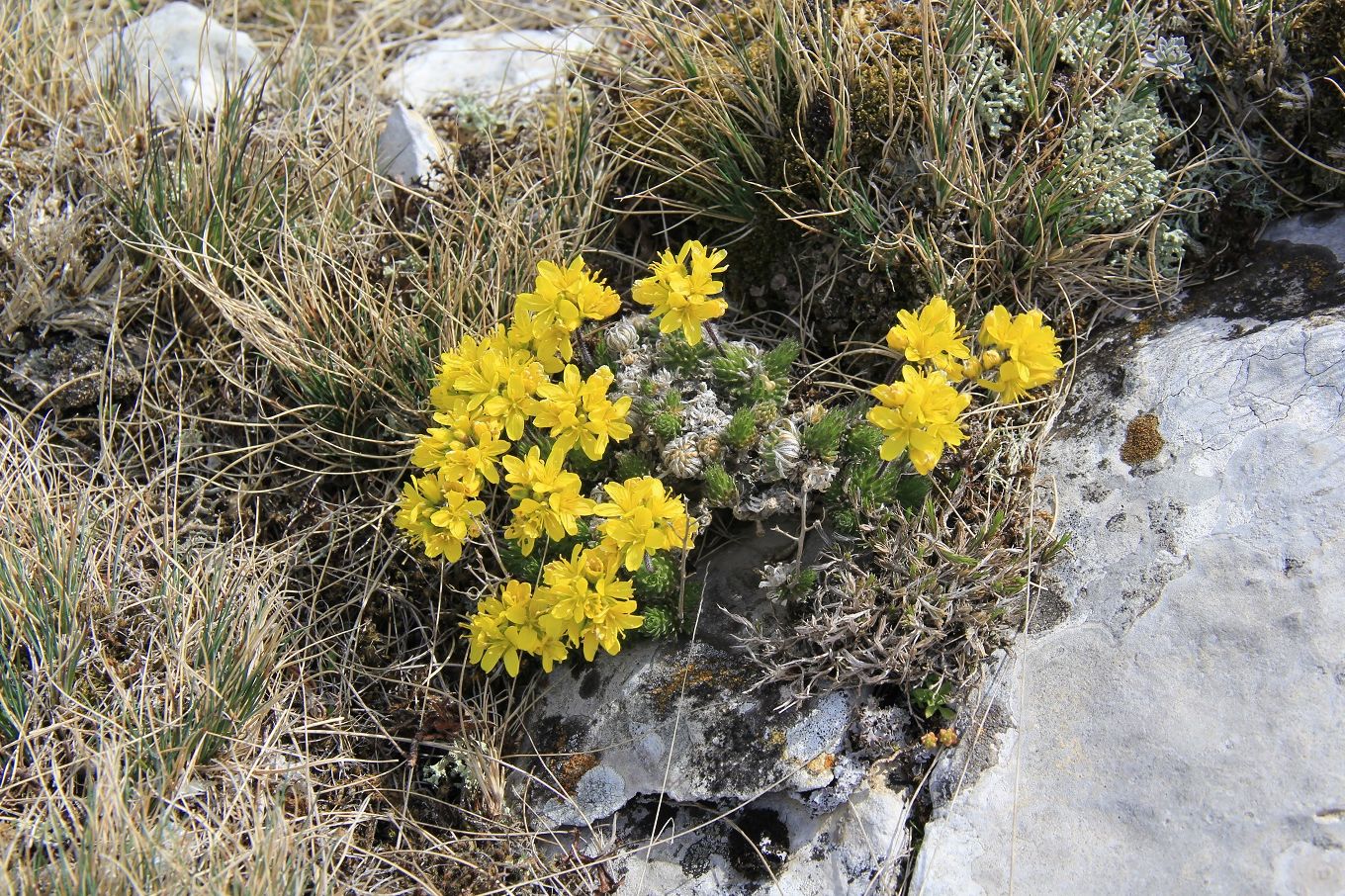 Image of Draba cuspidata specimen.