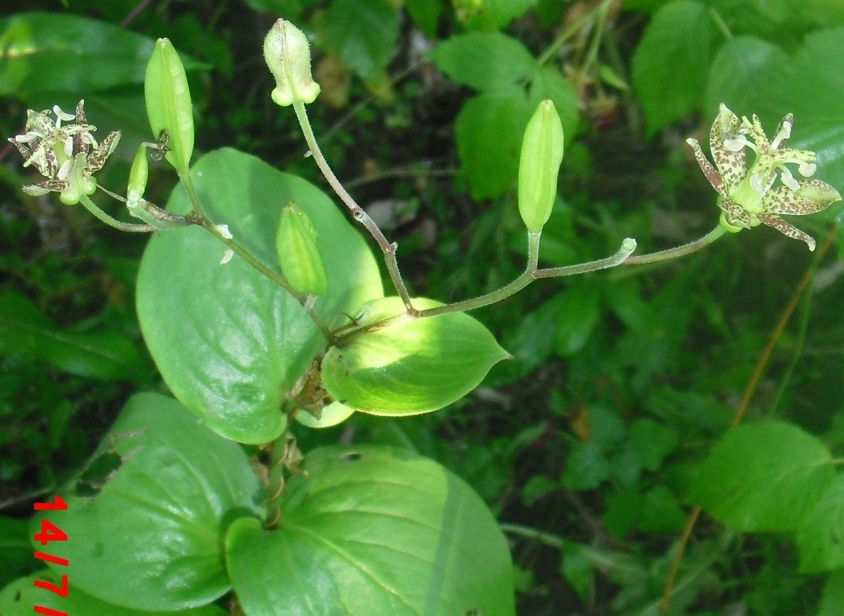 Изображение особи Tricyrtis latifolia.