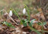 Galanthus alpinus