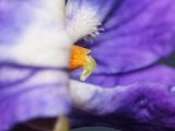 Viola odorata