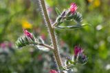 Echium angustifolium. Часть побега с соцветиями. Израиль, г. Бат-Ям, пустырь. 28.03.2023.