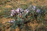 Astragalus dolichophyllus