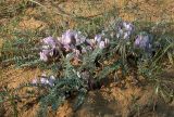 Astragalus testiculatus