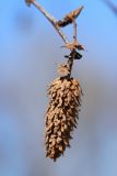 Betula papyrifera. Частично осыпавшееся зрелое прошлогоднее соплодие. Санкт-Петербург, Старый Петергоф, парк \"Сергиевка\", луг напротив дирекции. 09.04.2023.