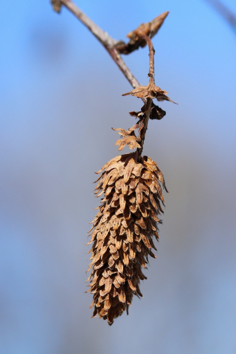 Изображение особи Betula papyrifera.