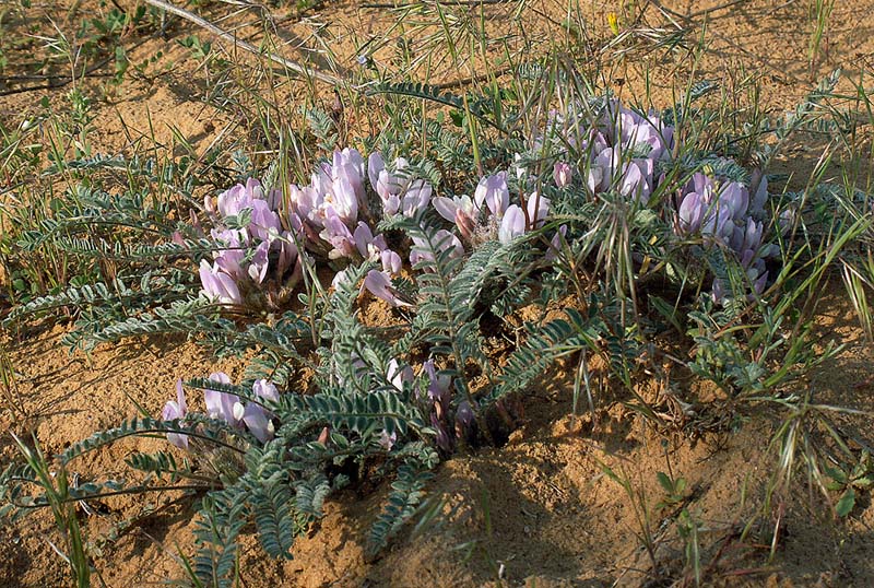 Image of Astragalus dolichophyllus specimen.