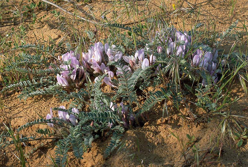 Изображение особи Astragalus testiculatus.