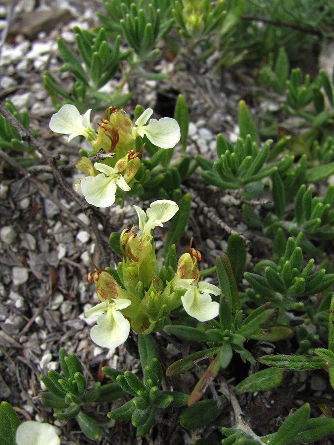 Изображение особи Teucrium jailae.