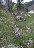 Daphne mezereum. Верхушка веточки с цветками и распускающимися почками (слева - ветвь с распускающимися почками - Corylus avellana). Испания, автономное сообщество Каталония, провинция Жирона, комарка Рипольес, муниципалитет Сеткасес, окр. н.п. Сеткасес, ≈1300 м н.у.м., пойма р. Тер, каменистый берег реки, опушка смешанного леса. 24.04.2022.