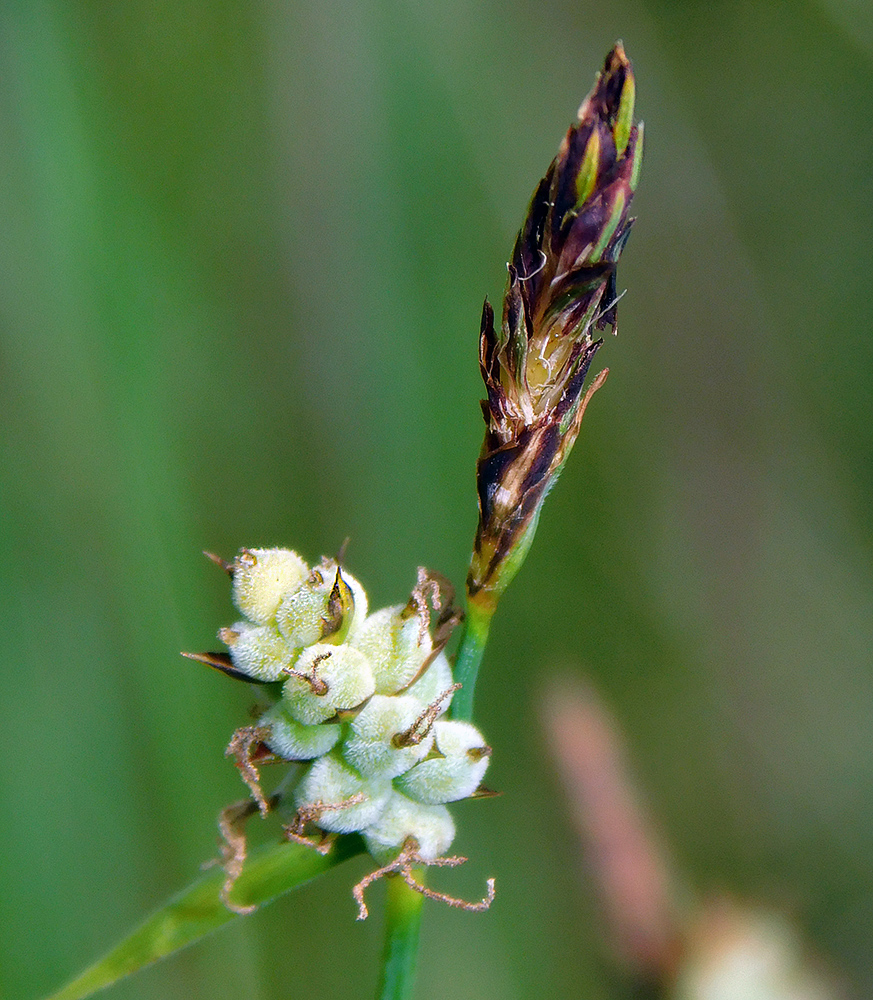 Image of Carex tomentosa specimen.