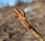 Populus &times; berolinensis