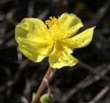 Helianthemum nummularium