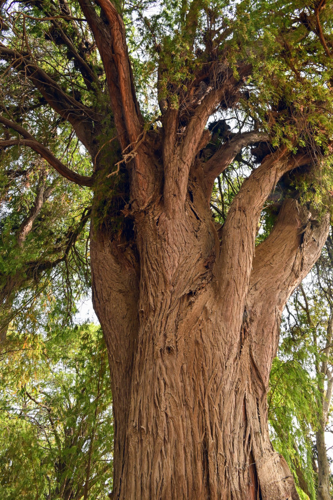 Изображение особи Taxodium distichum.