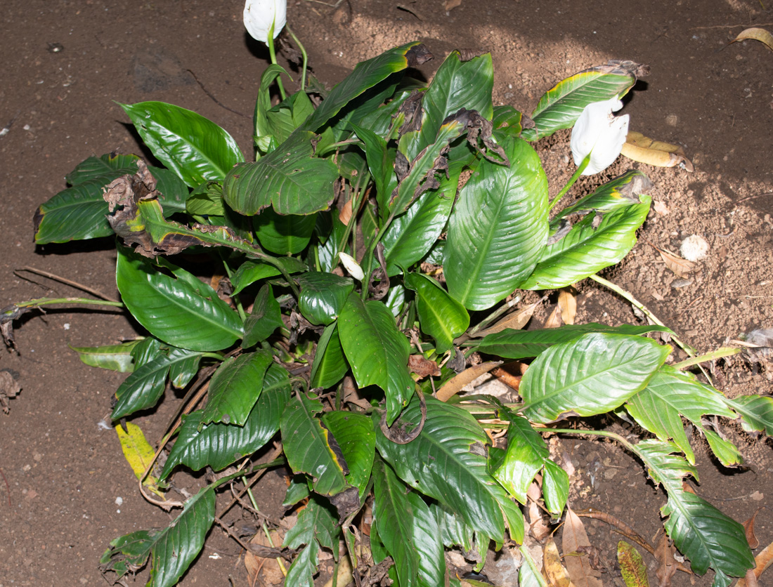Изображение особи род Spathiphyllum.