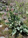 Rindera tetraspis. Цветущее растение. Узбекистан, Джизакская обл., хр. Нуратау, Нуратинский заповедник, ур. Маджерумсай, подножие каменистого склона, около 900 м н.у.м. 25.03.2016.
