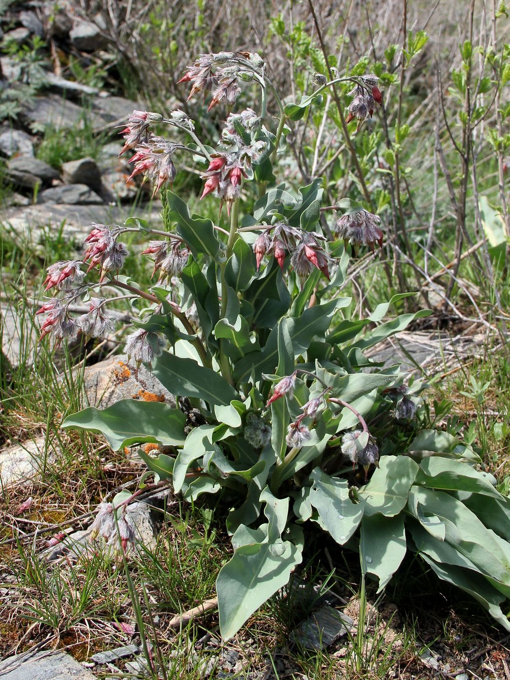 Image of Rindera tetraspis specimen.