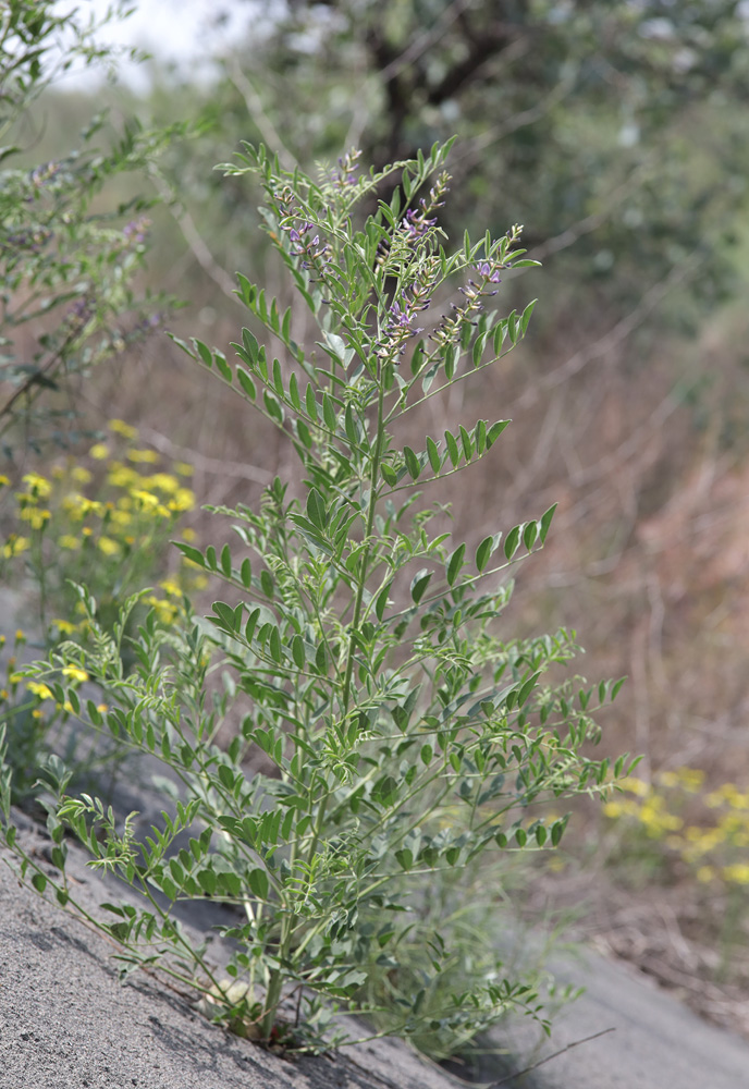 Изображение особи Glycyrrhiza glabra.