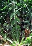 genus Taraxacum. Лист. Болгария, г. Бургас, Приморский парк. 16.09.2021.