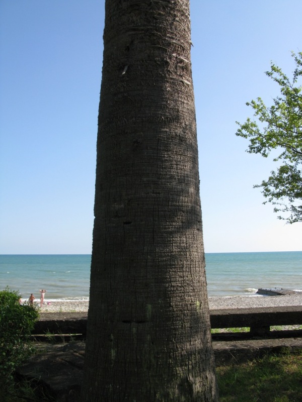 Image of Washingtonia filifera specimen.