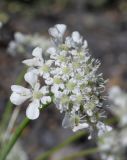 Astrodaucus orientalis. Часть соцветия (зонтичек). Дагестан, Докузпаринский р-н, окр. с. Куруш, долина р. Чехычай, мелкощебнистый склон. 26 июня 2023 г.