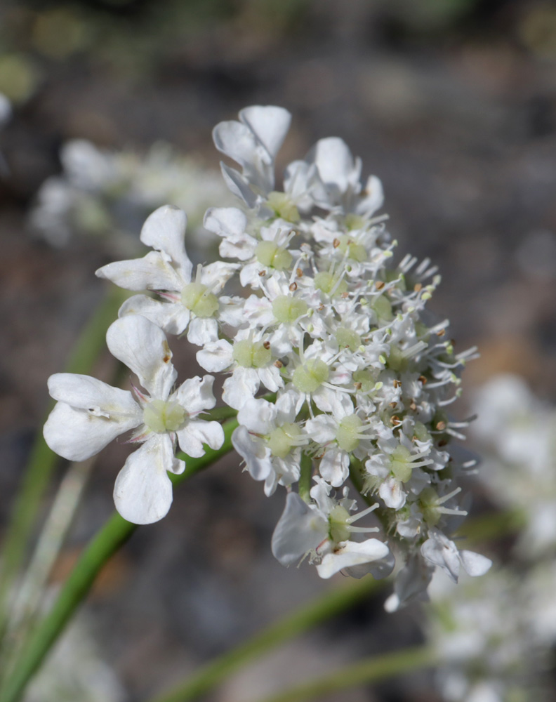 Изображение особи Astrodaucus orientalis.