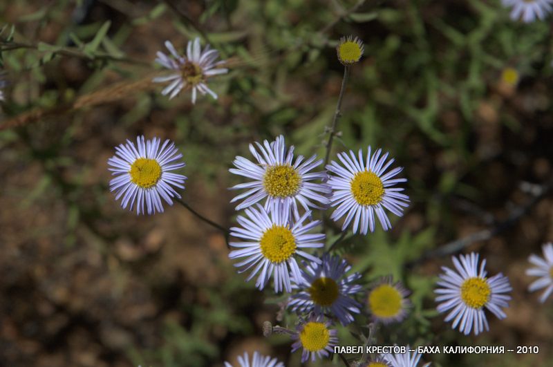 Image of Erigeron foliosus specimen.