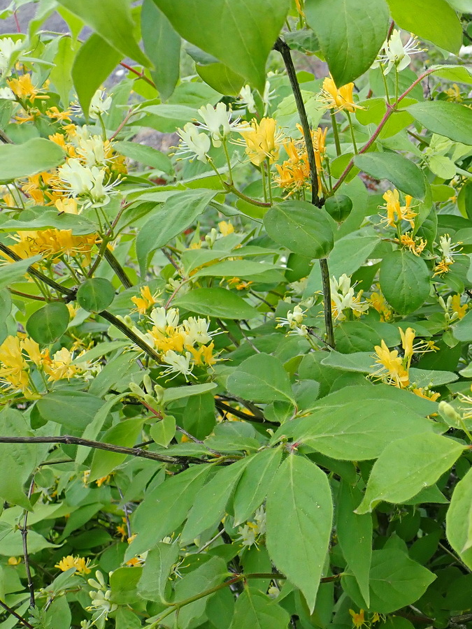 Изображение особи Lonicera chrysantha.