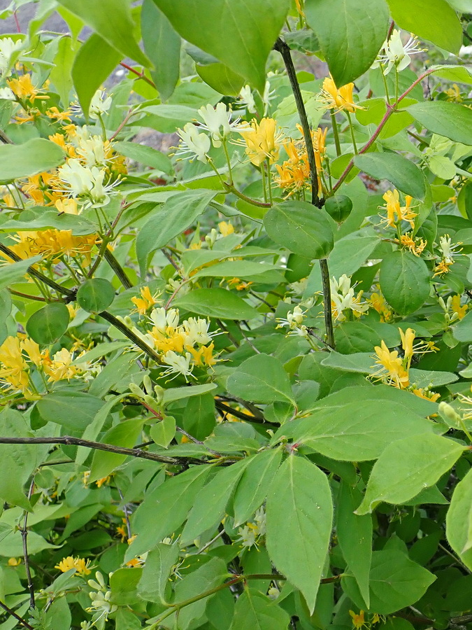 Image of Lonicera chrysantha specimen.