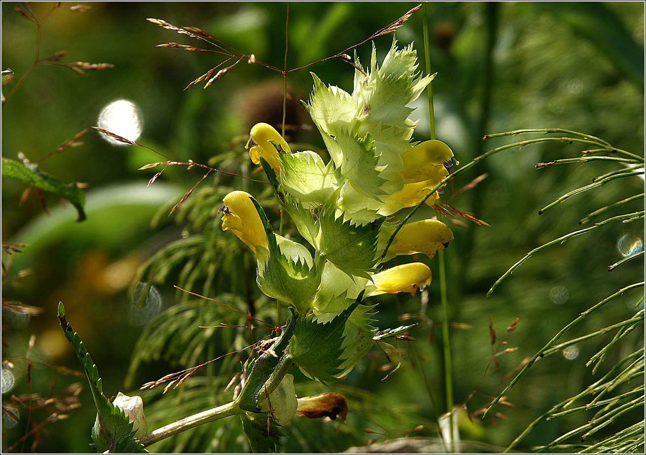 Изображение особи род Rhinanthus.