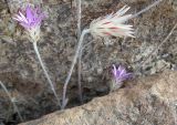genus Xeranthemum
