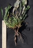 Taraxacum bessarabicum